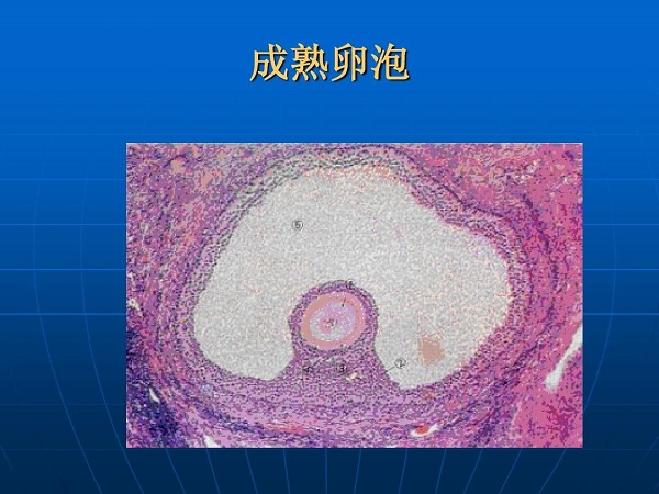 卵泡长到1.8-2厘米为成熟卵泡